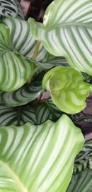 Calathea orbifolia