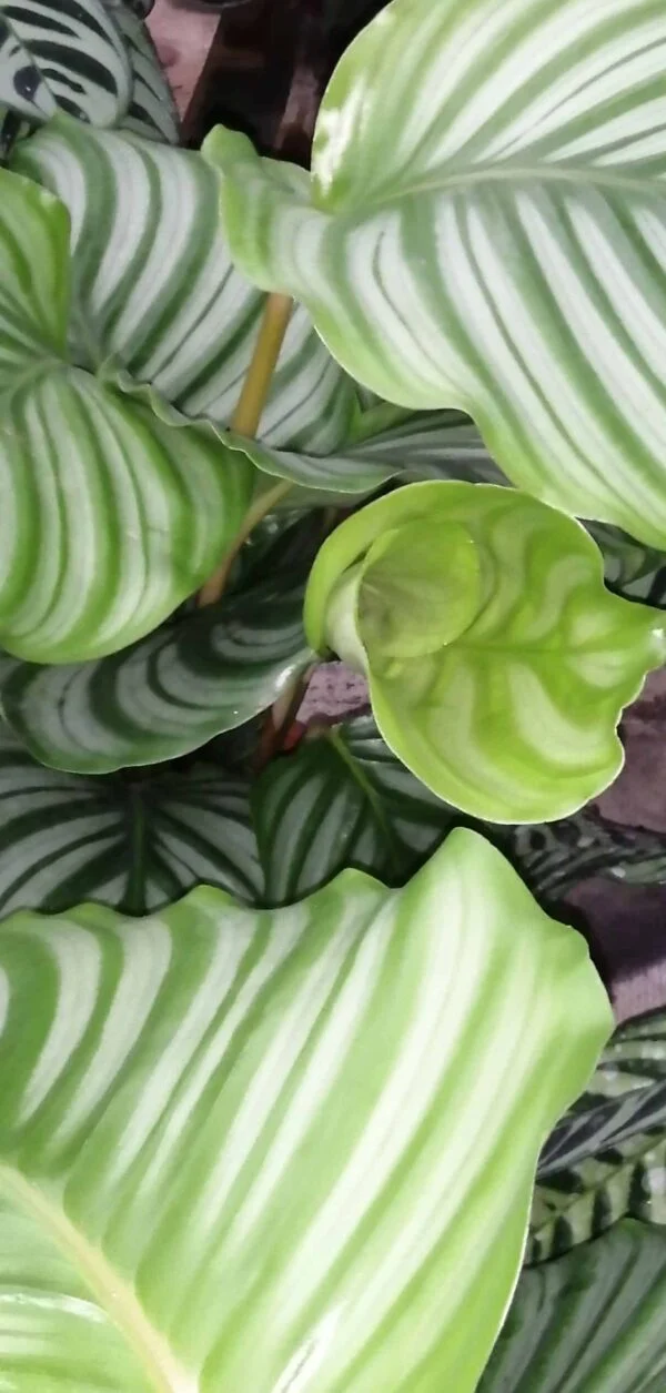 Calathea orbifolia, pianta da interno