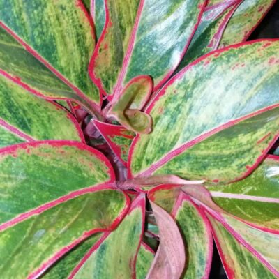 Aglaonema Crete
