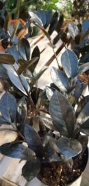 Zamia Zamioculcas Raven