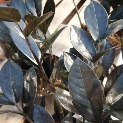 Zamia Zamioculcas Raven