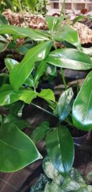 Philodendron goeldii