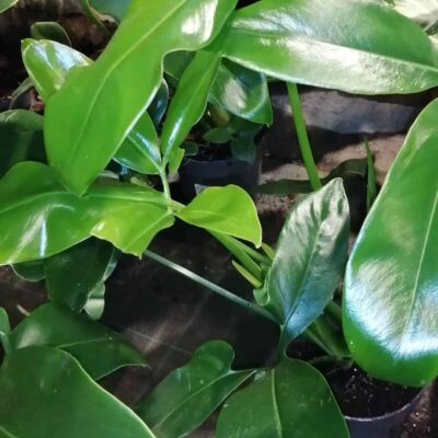 Philodendron goeldii