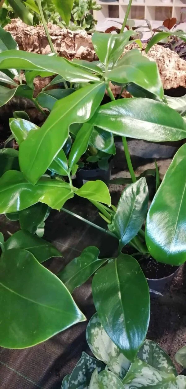 Philodendron goeldii, pianta da interno