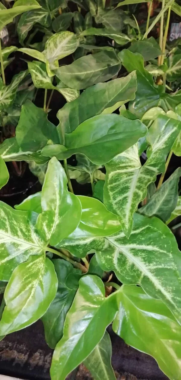 Syngonium angustatum sin. Syngonium podophyllum, foto 2