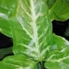 Syngonium angustatum sin. Syngonium podophyllum, pianta da interno