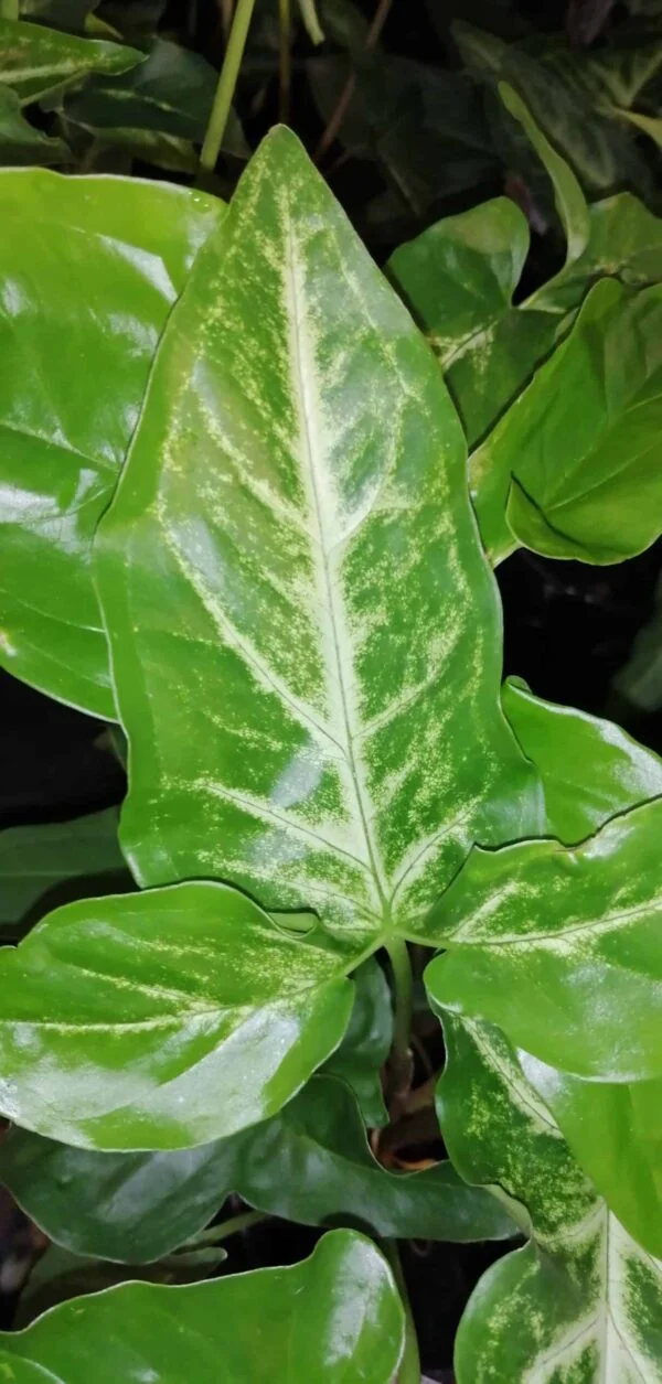 Syngonium angustatum sin. Syngonium podophyllum, pianta da interno