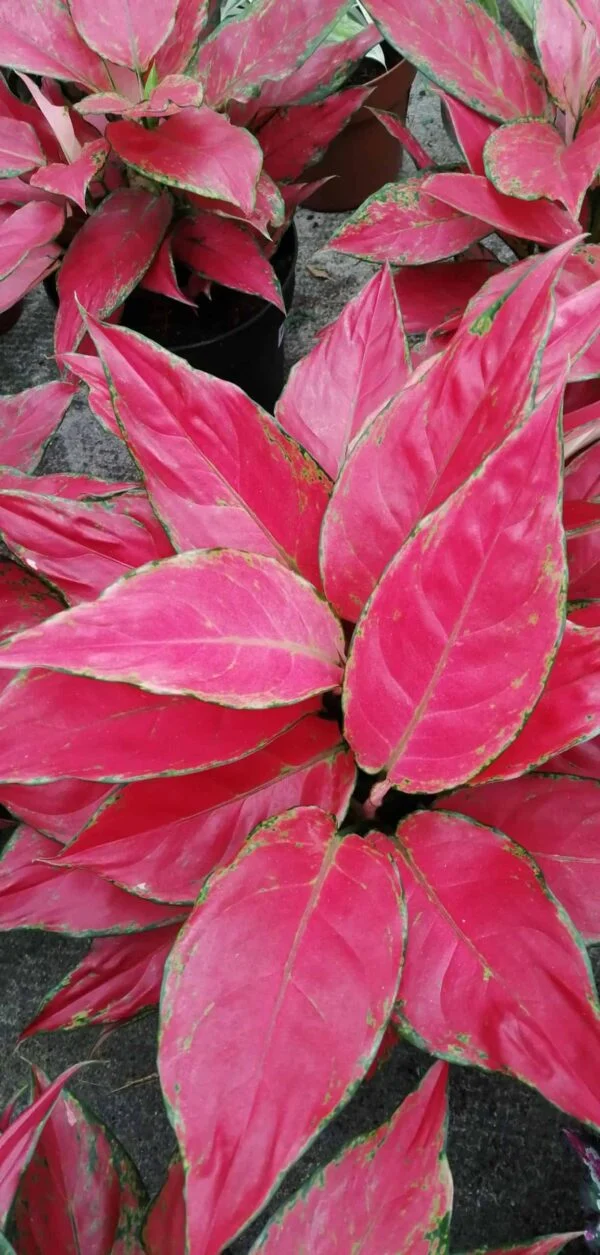 Aglaonema Cherry Baby, foto 3