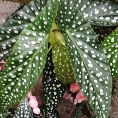 Begonia Hotspot