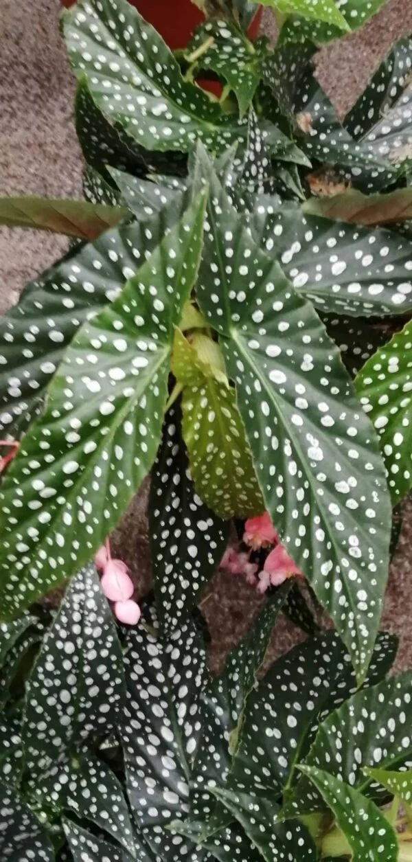 Begonia Hotspot, pianta da interno
