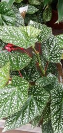 Begonia Snowcap big plant