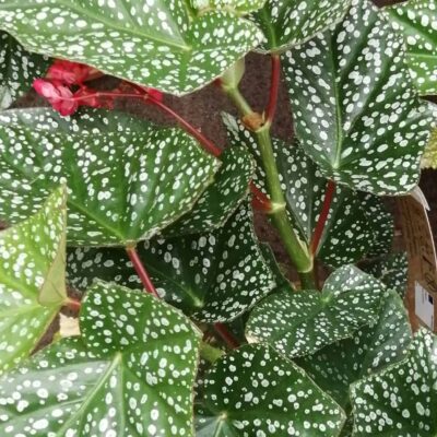 Begonia Snowcap big plant