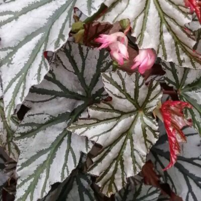 Begonia Highway xxl