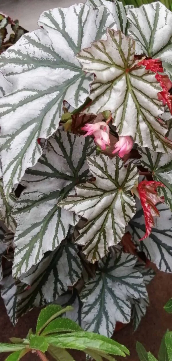 Begonia Highway, pianta da interno