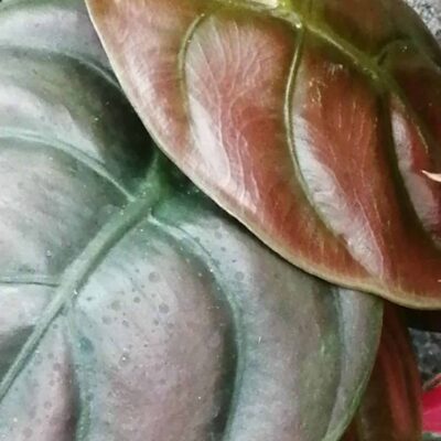 Alocasia Red Secret