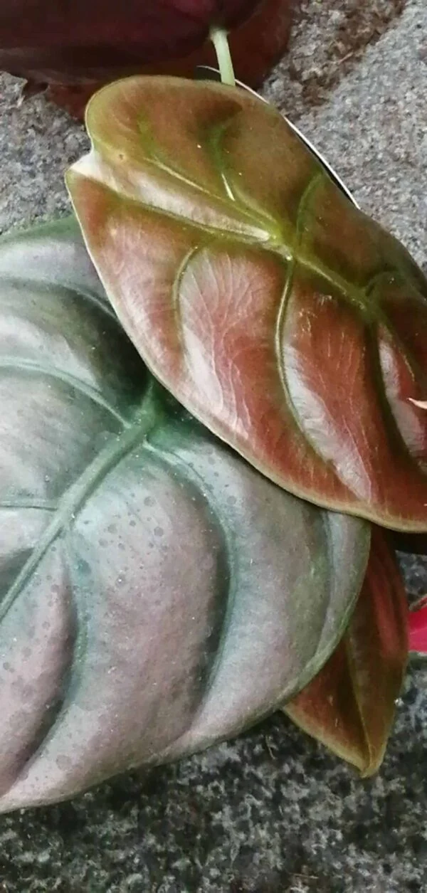 Alocasia Red Secret, pianta da interno