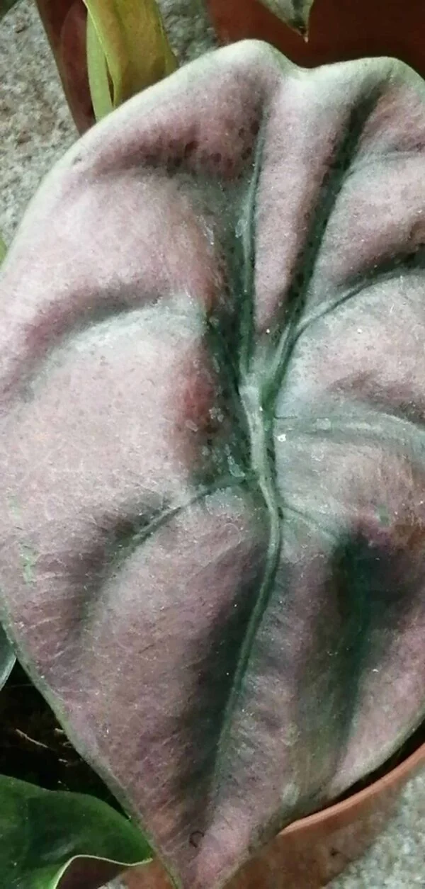 Alocasia Red Secret, foto 2