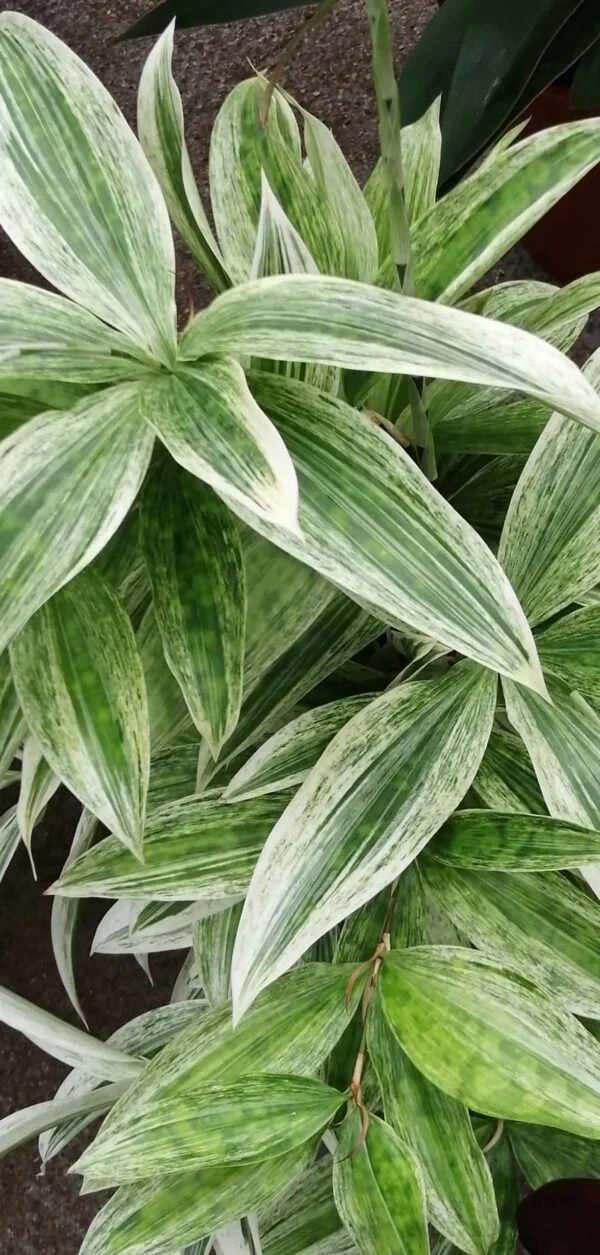 Aglaonema Cherry Baby, foto 9
