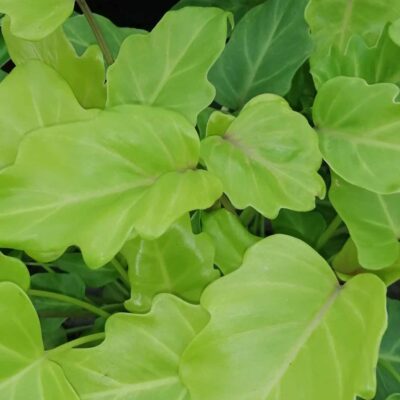 Philodendron Xanadu Gold