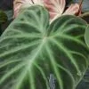 Philodendron verrucosum, pianta da interno