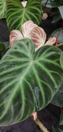 Philodendron verrucosum