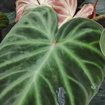 Philodendron verrucosum