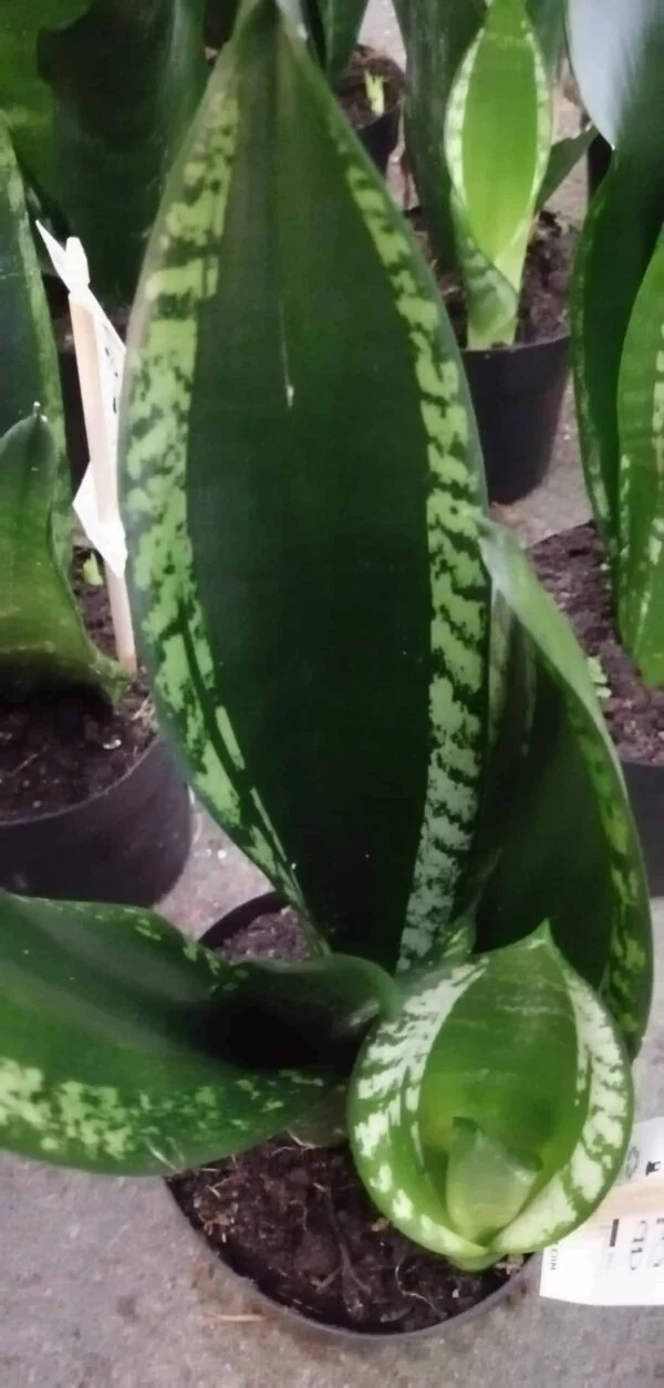 Sansevieria trifasciata Gray Stripe, foto 2