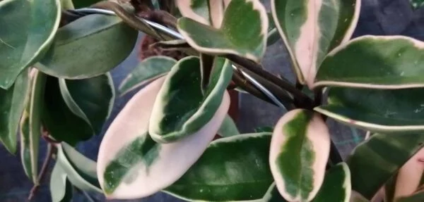 Sansevieria trifasciata Gray Stripe, foto 3