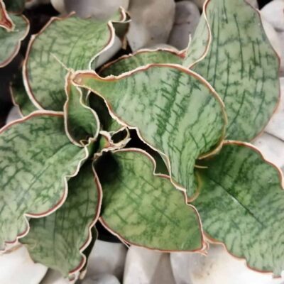 Sansevieria horwoodii, sansevieria cv. Horwood