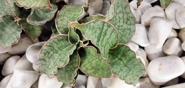 Sansevieria horwoodii, sansevieria cv. Horwood, pianta da interno