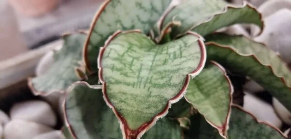 Sansevieria horwoodii, sansevieria cv. Horwood, foto 2