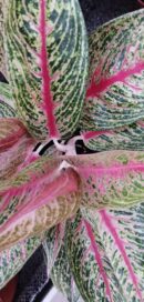 Aglaonema Hughes