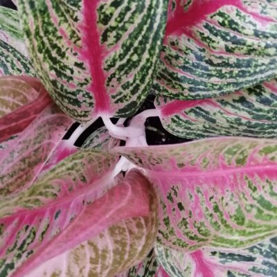 Aglaonema Hughes