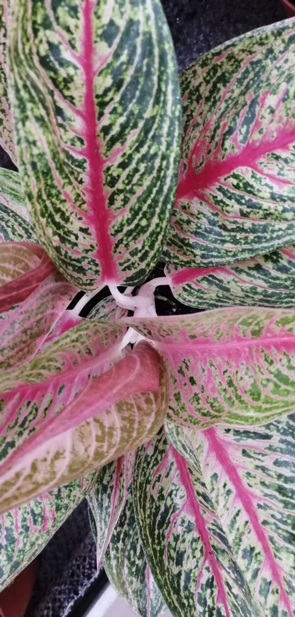 Aglaonema Hughes, pianta da interno