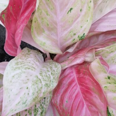 Aglaonema Bidadari Chinese Evergreen
