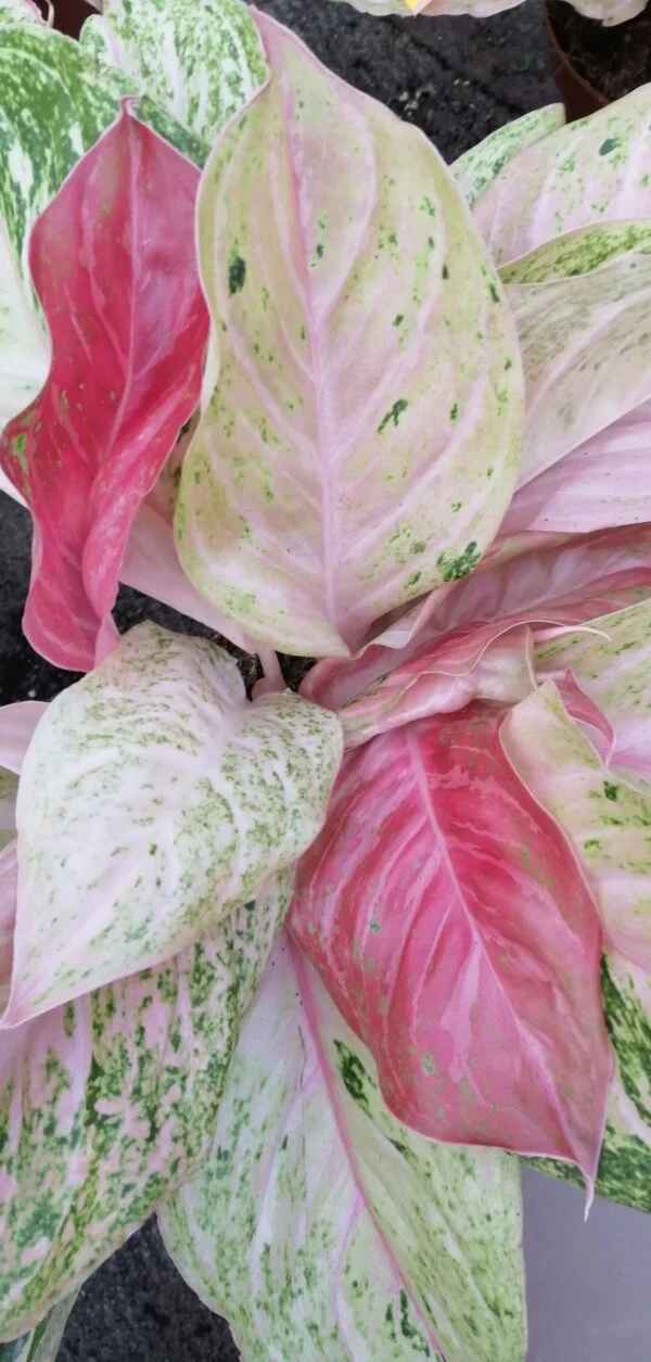 Aglaonema Bidadari Chinese Evergreen, pianta da interno