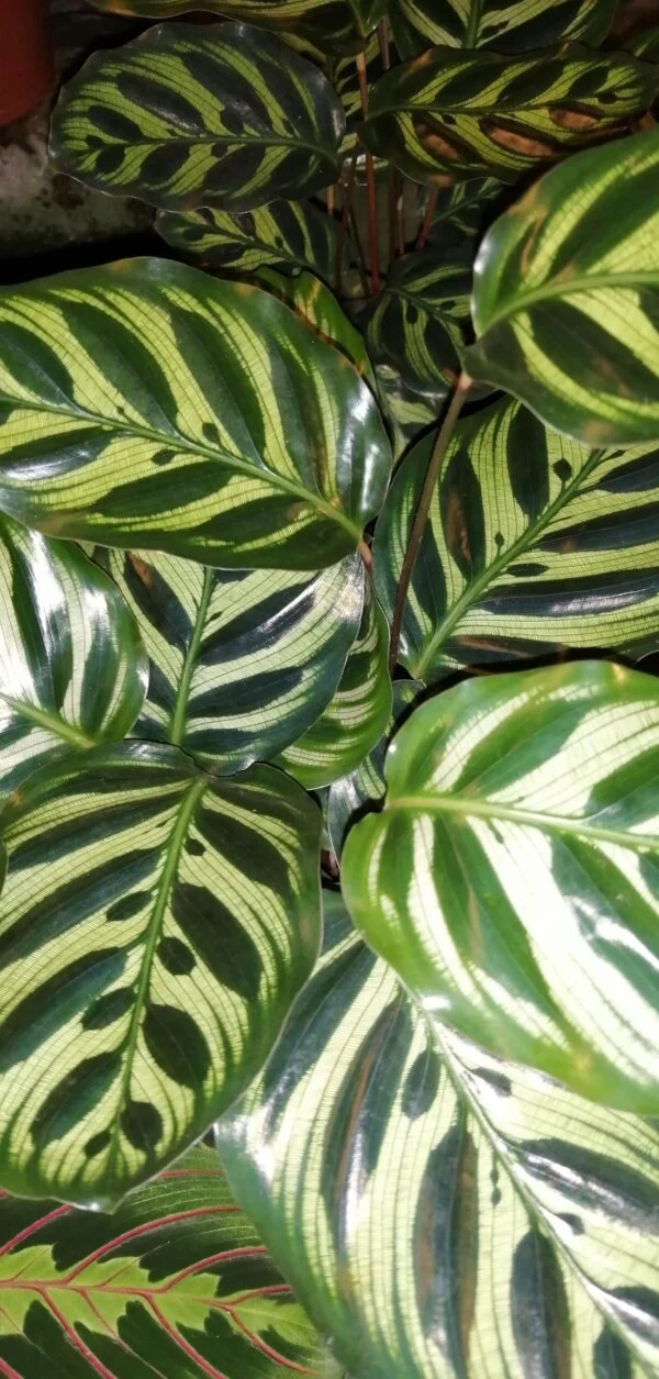 Calathea makoyana, pianta da interno