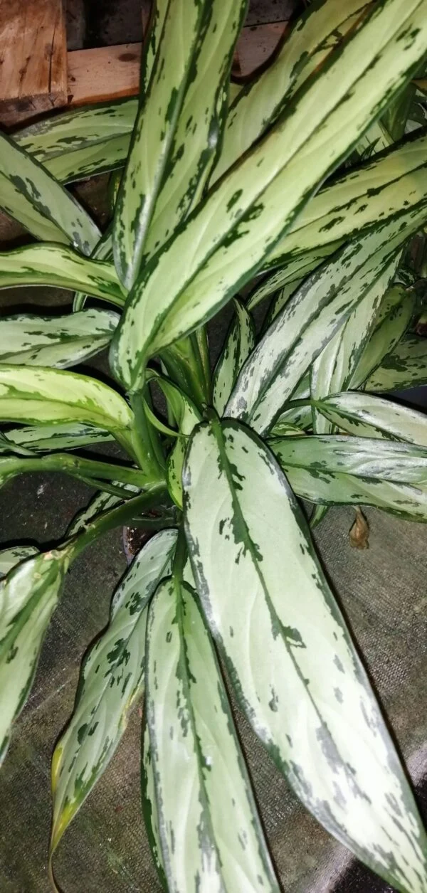 Aglaonema Cutlass, foto 2