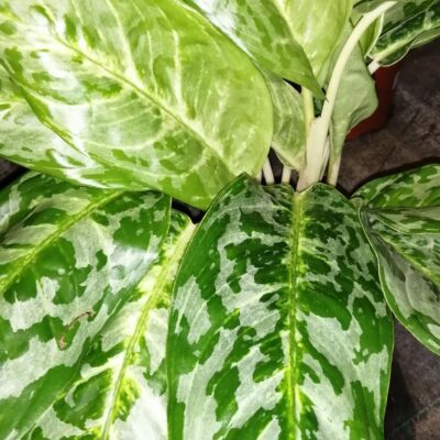 Aglaonema Peacock