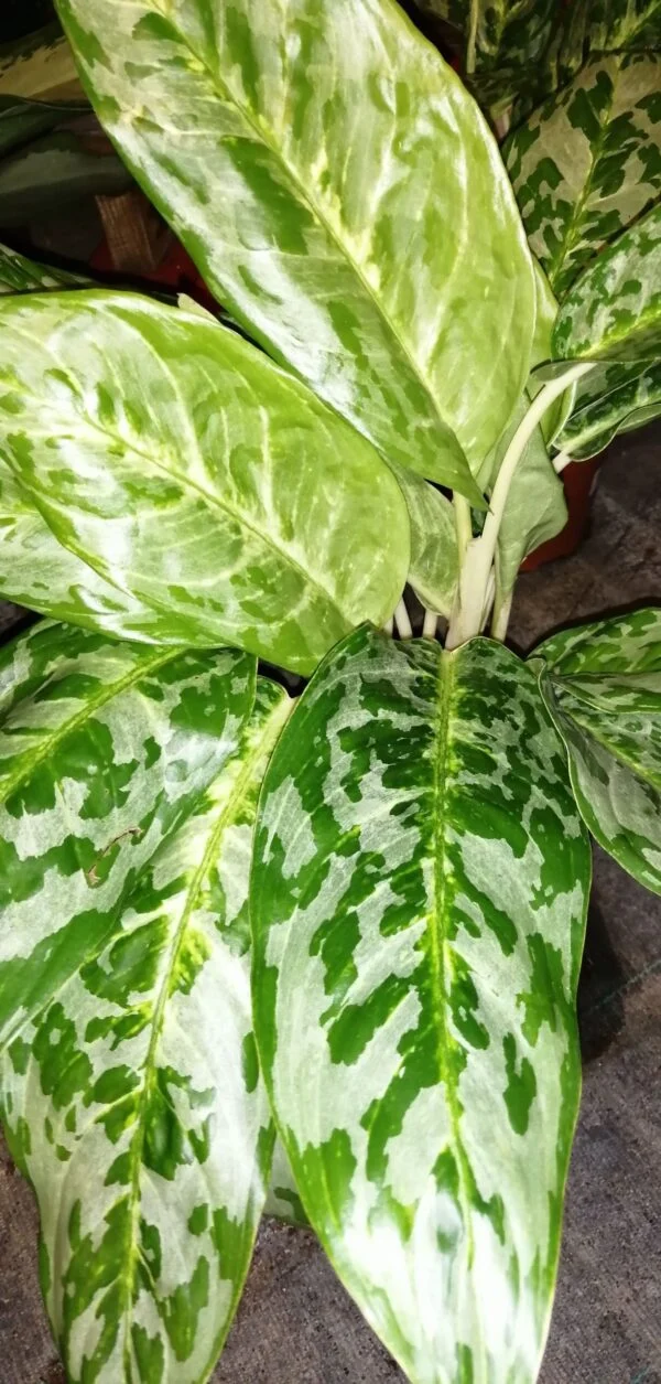 Aglaonema Peacock, pianta da interno