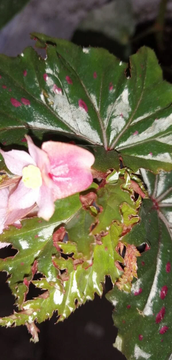 Begonia serratipetala, foto 3