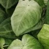 Syngonium macrophyllum Ice Frost, pianta da interno