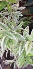 Dracaena surculosa Golden Dragon