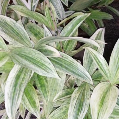 Dracaena surculosa Golden Dragon