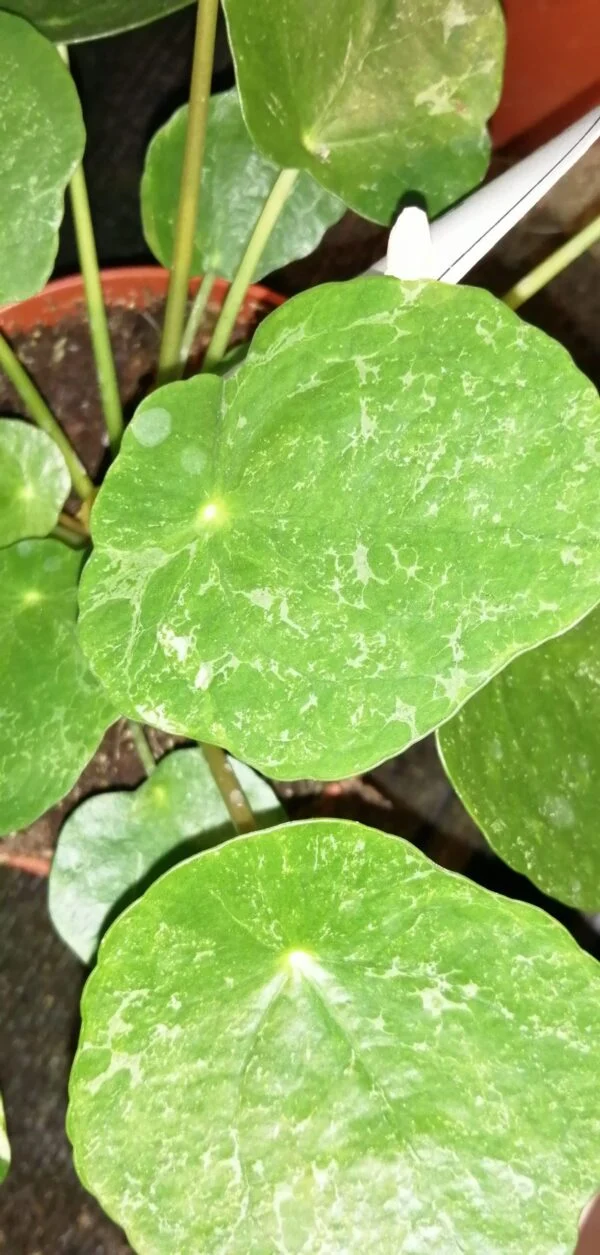 Pilea peperomioides White Splash, foto 2