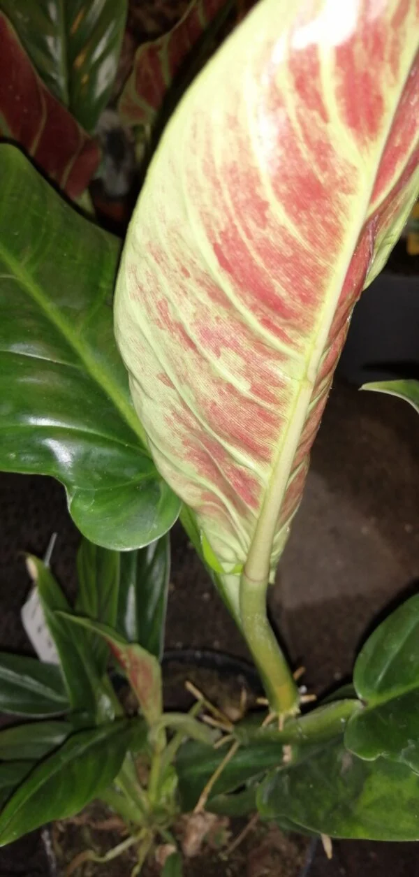 Philodendron subhastatum, foto 2