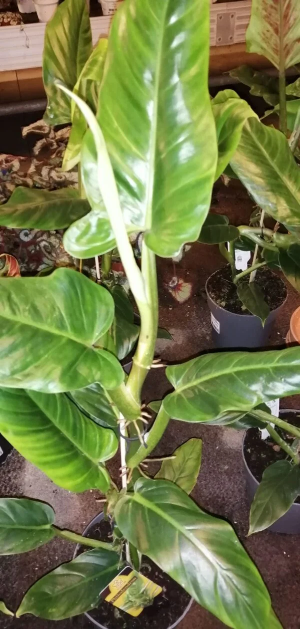 Philodendron subhastatum, foto 4