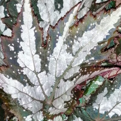 Begonia Sumatra Green