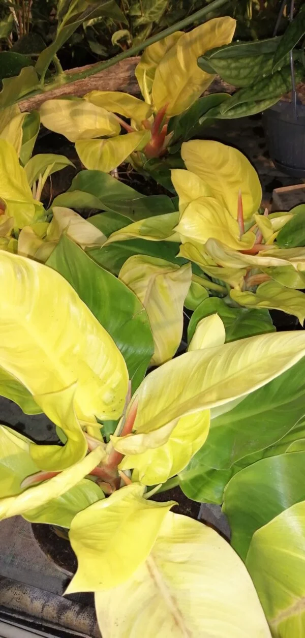 Philodendron Moonlight pianta giovane, foto 2