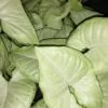 Syngonium podophyllum White Butterfly, pianta da interno